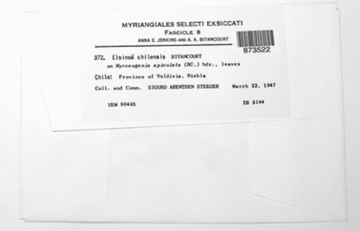 Elsinoe chilensis image